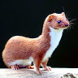 Meet your Posher, Wacky